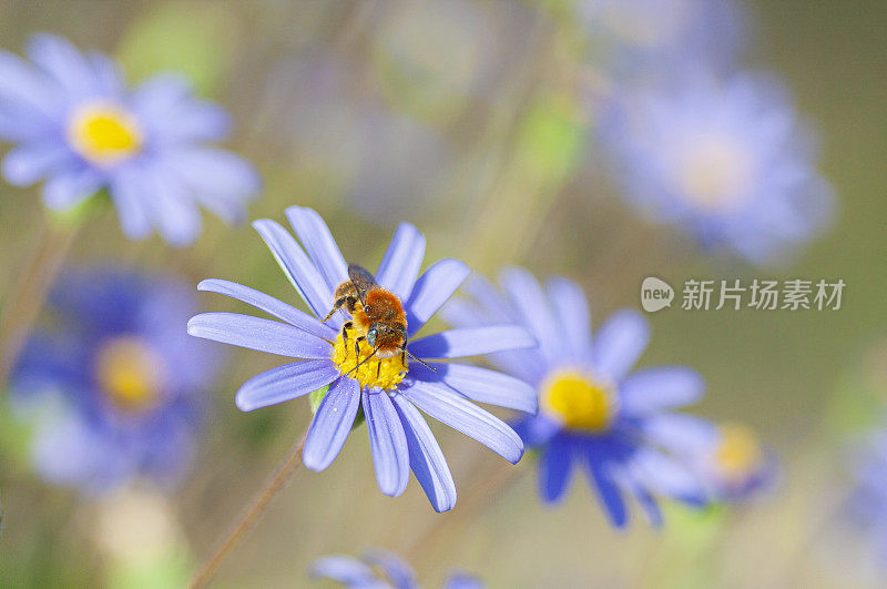 紫色雏菊中的Osmia caerulescens